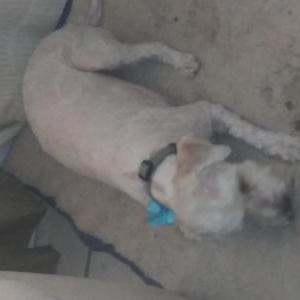 Lost Dog Gidget