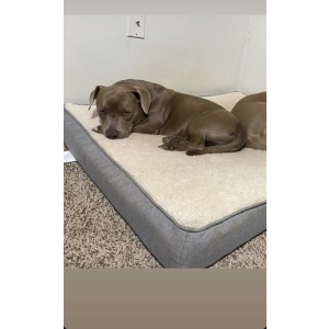 Lost Dog Toby