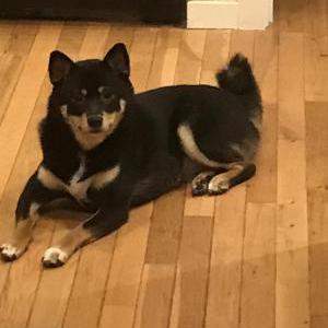 Lost Dog Princess