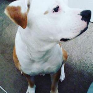 Lost Dog Buddy