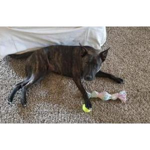 Lost Dog Reyna