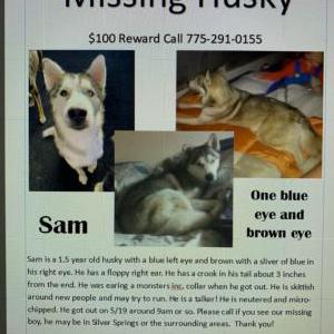 Lost Dog Sam