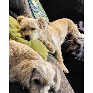 Lost Dog Berkeley