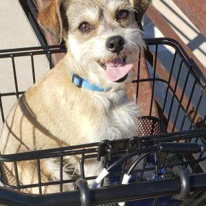 Lost Dog Kingston