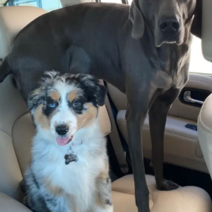 Lost Dog Charley