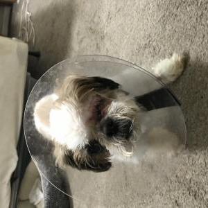 Lost Dog Dory