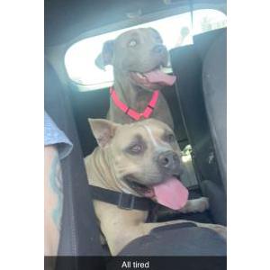 Lost Dog Boba and stella