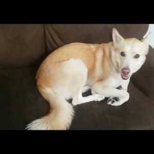 Found Dog Unknown