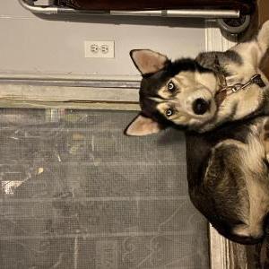 Lost Dog Codiac