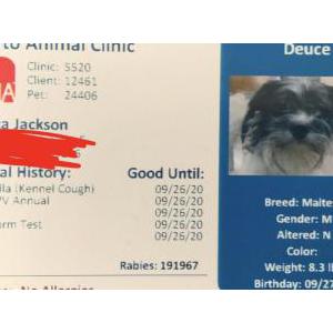 Lost Dog Deuce