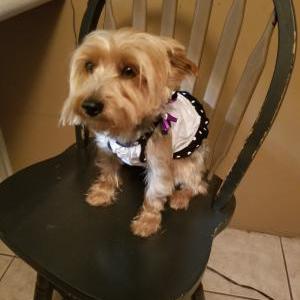 Lost Dog Roxie