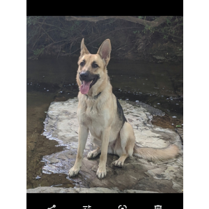 Lost Dog Luna