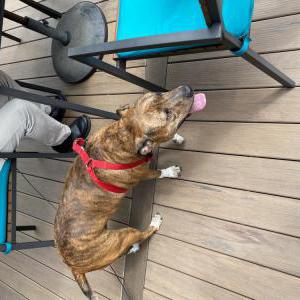 Found Dog Unknown