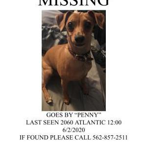 Lost Dog Penny