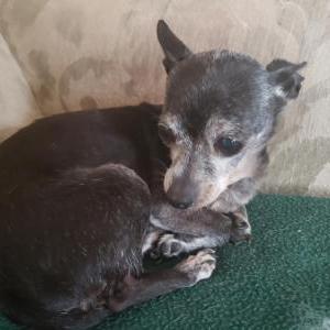 Lost Dogs In STOCKTON, CA - Lost My Doggie