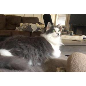 Lost Cat MoMo