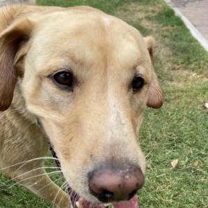 Found Dog Unknown