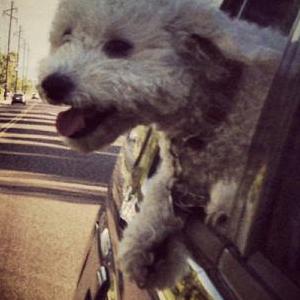Lost Dog Coco
