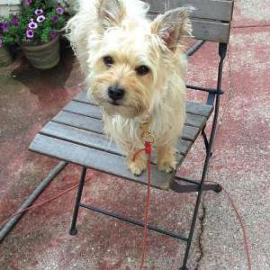 Lost Dog Tiny