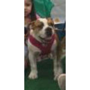 Lost Dog Leia