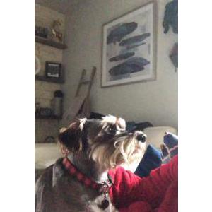 Lost Dog Sammy