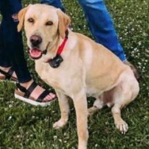 Lost Dog Maverick
