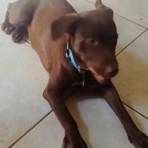 Found Dog unknown