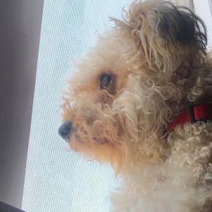 Lost Dog Chewie