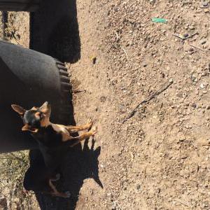 Found Dog Unknown
