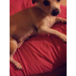 Lost Dog Fefe