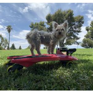 Lost Dog Annie