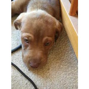 Lost Dog Bobby