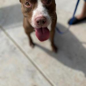 Lost Dog B