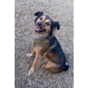 Lost Dog Hazel