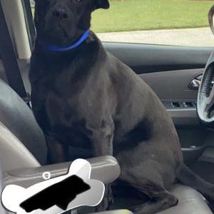Lost Dog Coal