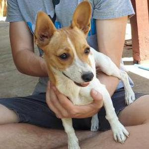 Found Dog Unknown