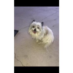 Lost Dog Osito
