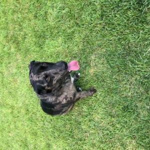 Found Dog Unknown