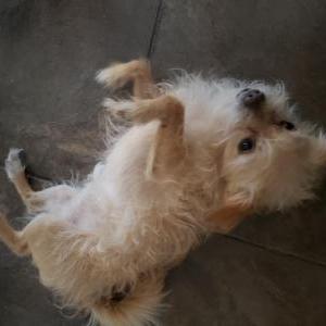 Lost Dog Toby