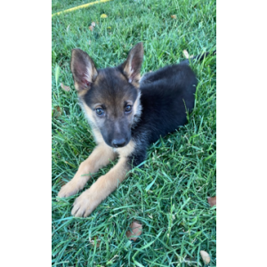 Lost Dog Lucy