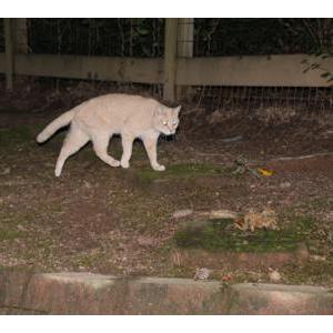 Lost Cat Peaches