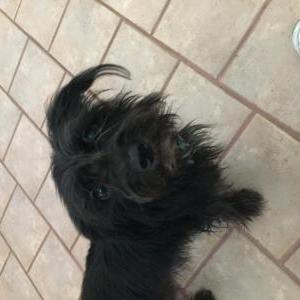 Lost Dog Sadie