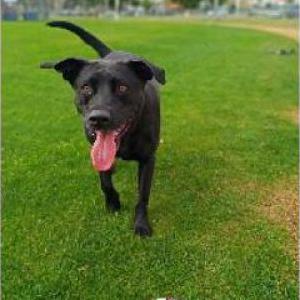 Lost Dog Denali