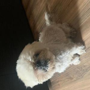 Found Dog unknown