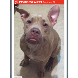 Lost Dog Rosco