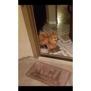 Lost Dog Gemma