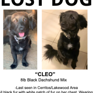 Lost Dog Cleo