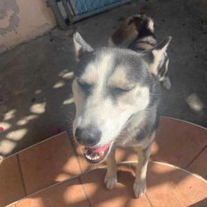 Found Dog Unknown
