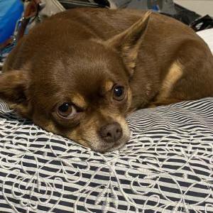 Lost Dog Rusty