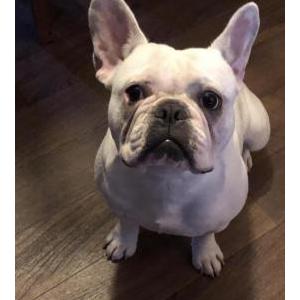 Lost Dog Chevy
